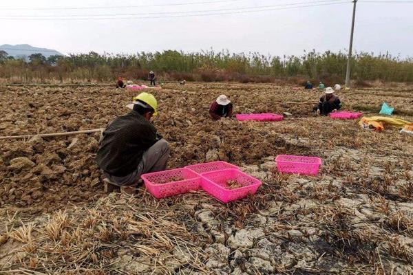 马蹄亩产量一般多少斤,附种植方法