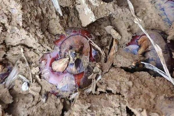 马蹄如何使用膨大素,附种植方法和时间