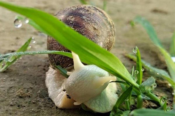 白玉蜗牛怎么繁殖,附养殖方法