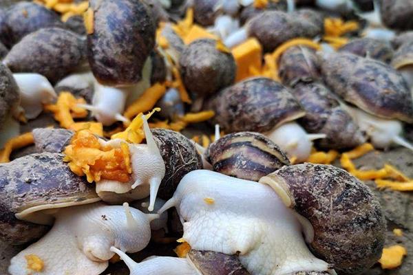 白玉蜗牛怎么繁殖,附养殖方法