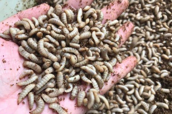 黑水虻养殖技术,钓鱼效果怎么样