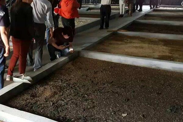 黑水虻养殖技术,钓鱼效果怎么样