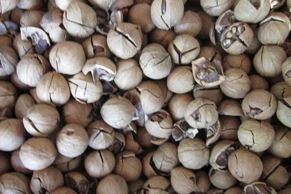 核桃怎么种植方法，核桃树种几年才能结果