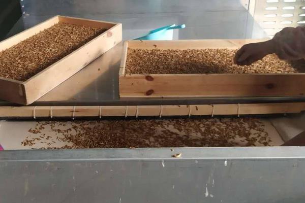 黑水虻怎么养殖,黑水虻卵存放温度