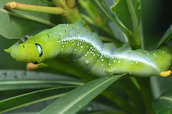 烟草天蛾怎么养,烟草天蛾的幼虫有毒吗