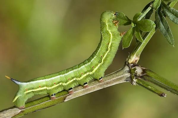 烟草天蛾怎么养,烟草天蛾的幼虫有毒吗