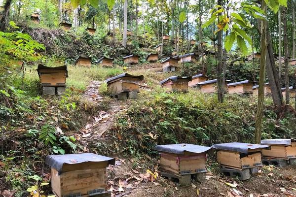 自己养一箱蜜蜂怎么养，多久出一批工蜂