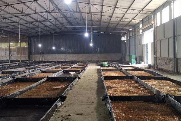 黑水虻养殖技术,钓鱼效果怎么样