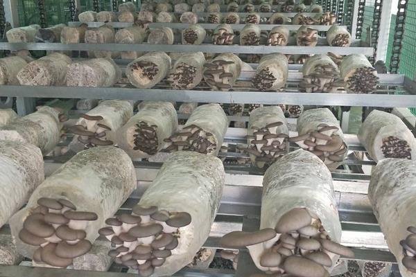 蘑菇的种植技术与管理,菌包买回来怎么处理