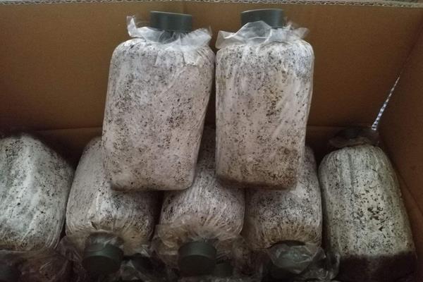 蘑菇的种植技术与管理,菌包买回来怎么处理