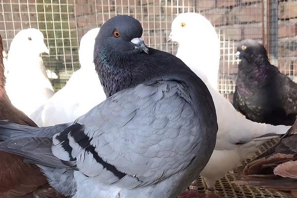 元宝鸽子的养殖方法,冬季鸽粮食最佳配比
