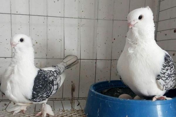 元宝鸽子的养殖方法,冬季鸽粮食最佳配比