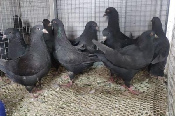 元宝鸽子的养殖方法,冬季鸽粮食最佳配比