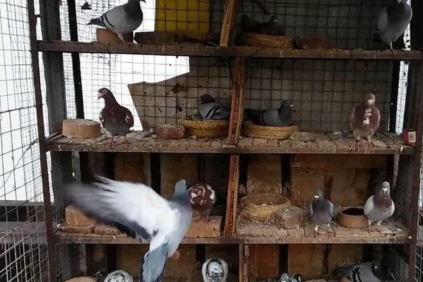 元宝鸽子的养殖方法,冬季鸽粮食最佳配比