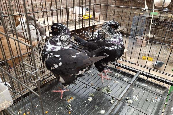 元宝鸽子的养殖方法,冬季鸽粮食最佳配比