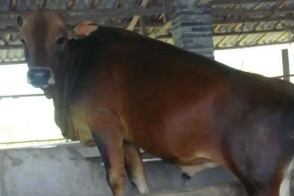 为什么中国养不出和牛，和牛是什么牛