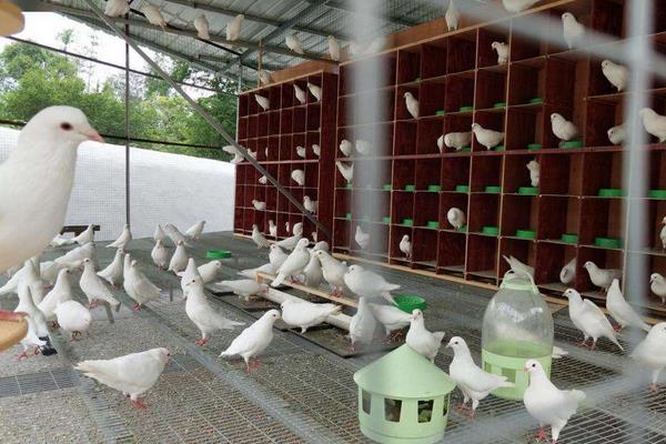 元宝鸽子的养殖方法,冬季鸽粮食最佳配比