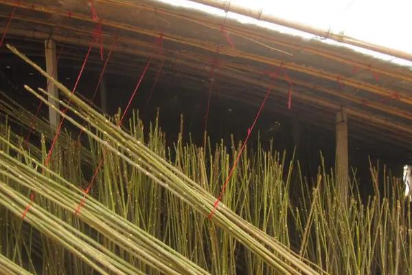 香椿温室反季节栽培技术，香椿苗放冰箱能保存多久