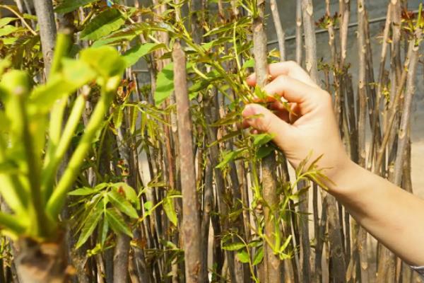香椿温室反季节栽培技术，香椿苗放冰箱能保存多久