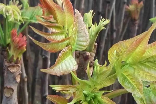 香椿温室反季节栽培技术，香椿苗放冰箱能保存多久