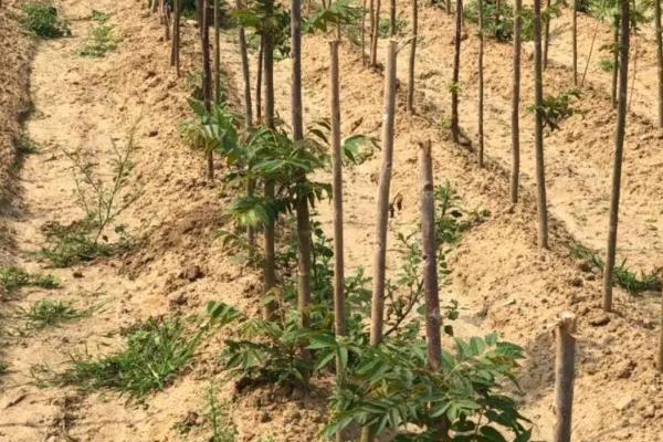 香椿温室反季节栽培技术，香椿苗放冰箱能保存多久