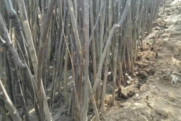 香椿温室反季节栽培技术，香椿苗放冰箱能保存多久