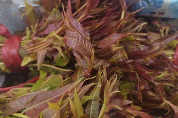 香椿温室反季节栽培技术，香椿苗放冰箱能保存多久