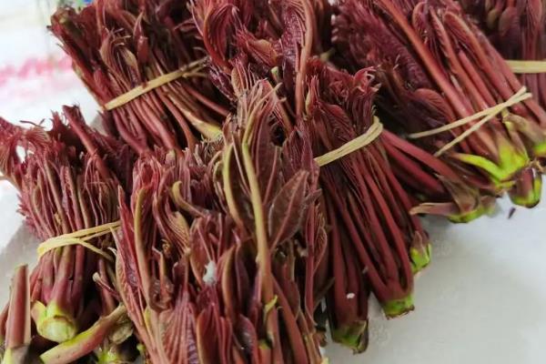 香椿温室反季节栽培技术，香椿苗放冰箱能保存多久