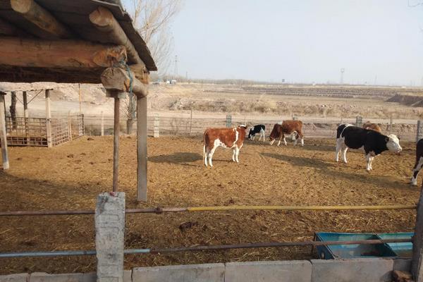 圈养牛的饲养方法，金沙牛怎么养殖