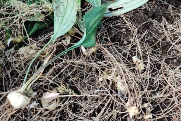 黄精一亩地种多少株种苗,种植黄精要具备什么条件