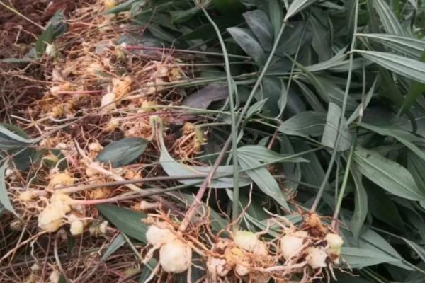 黄精一亩地种多少株种苗,种植黄精要具备什么条件