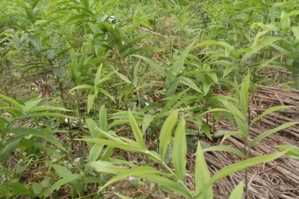 黄精一亩地种多少株种苗,种植黄精要具备什么条件