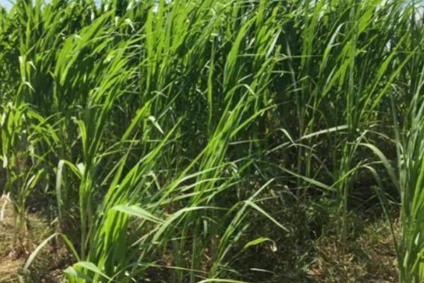 菌草种植技术,菌草是什么植物