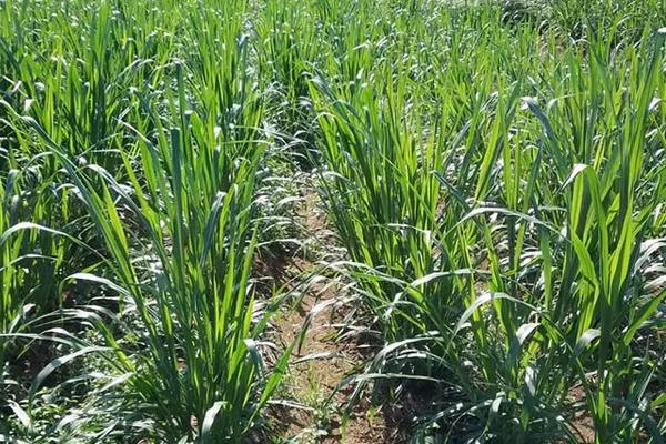 菌草种植技术,菌草是什么植物