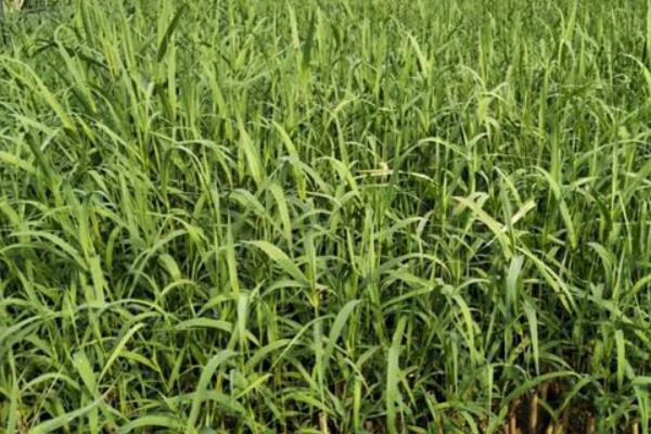 菌草种植技术,菌草是什么植物