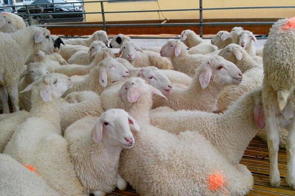 羊多大可以怀孕生小羊，母羊难产掏小羊的步骤