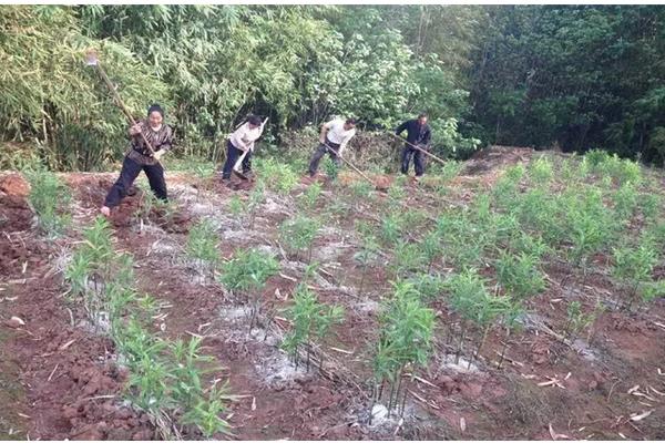 黄精生长条件与环境,附种植方法