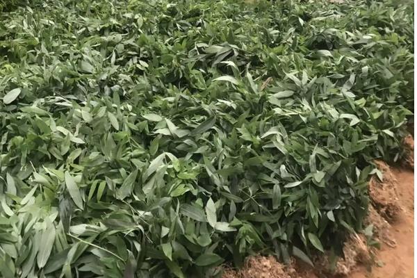 黄精生长条件与环境,附种植方法