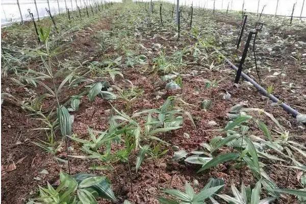 黄精生长条件与环境,附种植方法