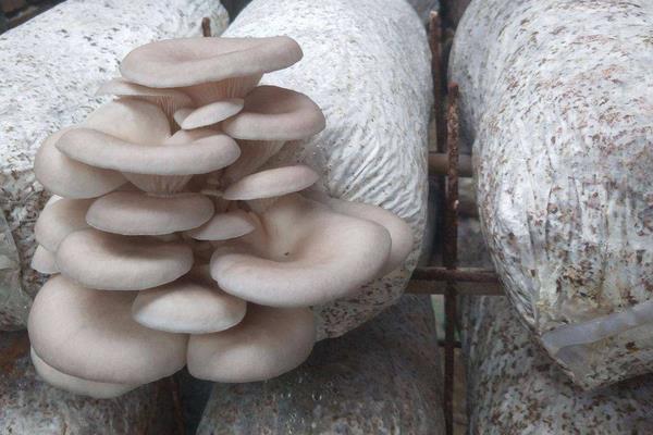 平菇的种植技术与配料方法,出菇期间怎样管理