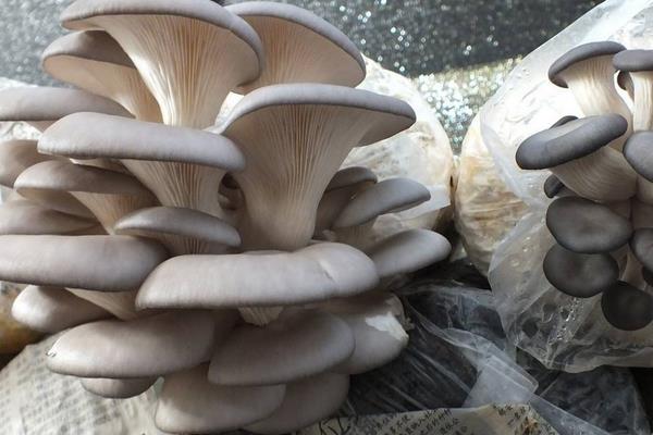 平菇的种植技术与配料方法,出菇期间怎样管理