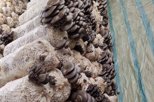 平菇的种植技术与配料方法,出菇期间怎样管理