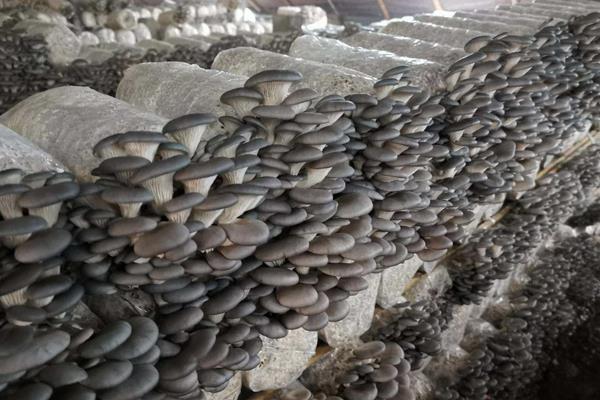 平菇的种植技术与配料方法,出菇期间怎样管理