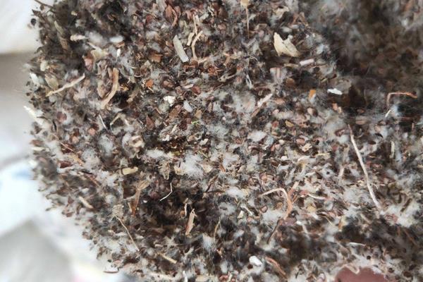 平菇的种植技术与配料方法,出菇期间怎样管理