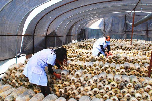 平菇的种植技术与配料方法,出菇期间怎样管理