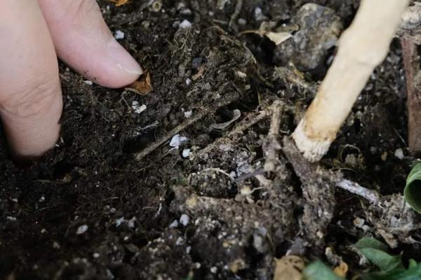 黄精的种植技术,适合栽培在哪些地区