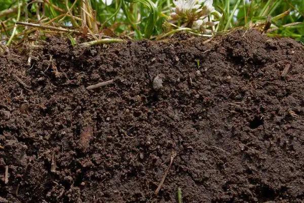 黄精的种植技术,适合栽培在哪些地区