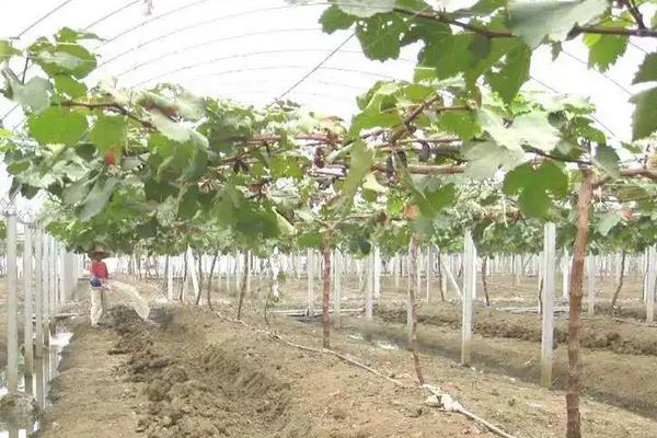 红提葡萄种植技术与管理,附病害防治方法