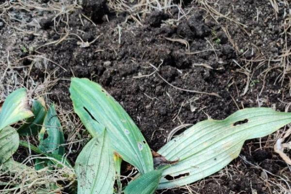 黄精的种植方法与技术,种黄精一亩地需要多少株
