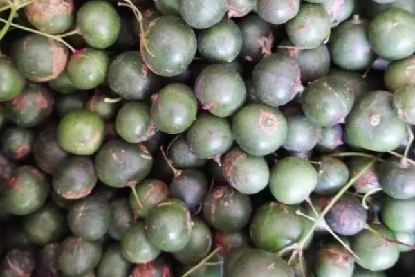 黄精的种植方法与技术,种黄精一亩地需要多少株